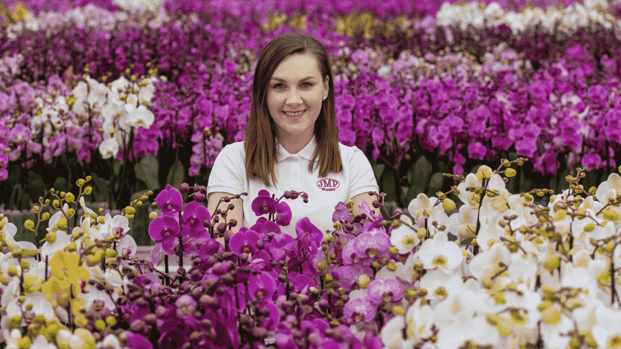 Працівник в теплицях з квітами (орхідеї та троянди)